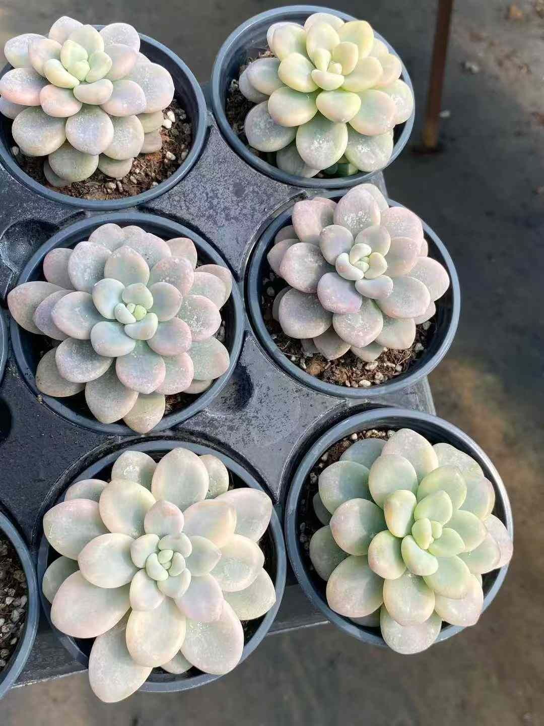 多肉植物 Z162 ラクジンニシキ 18株 抜き苗 エケベリア セダム