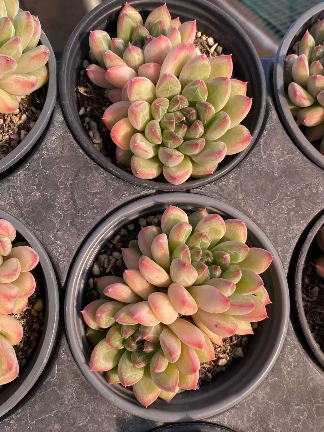 多肉植物 Z119 ホウスイビジン 18株 抜き苗 エケベリア セダム