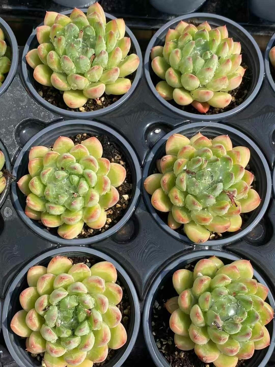 多肉植物　韓国苗　札落ち　発根済み 多肉植物 韓国苗 札落ち 発根済み 2025年最新】札落ち韓国苗の人気