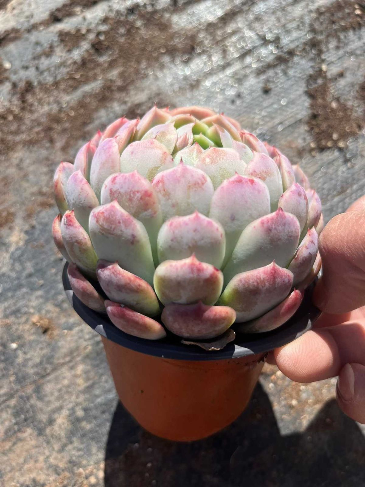 多肉植物 Z107 ベリー 15株 抜き苗 エケベリア セダム アエオニウム