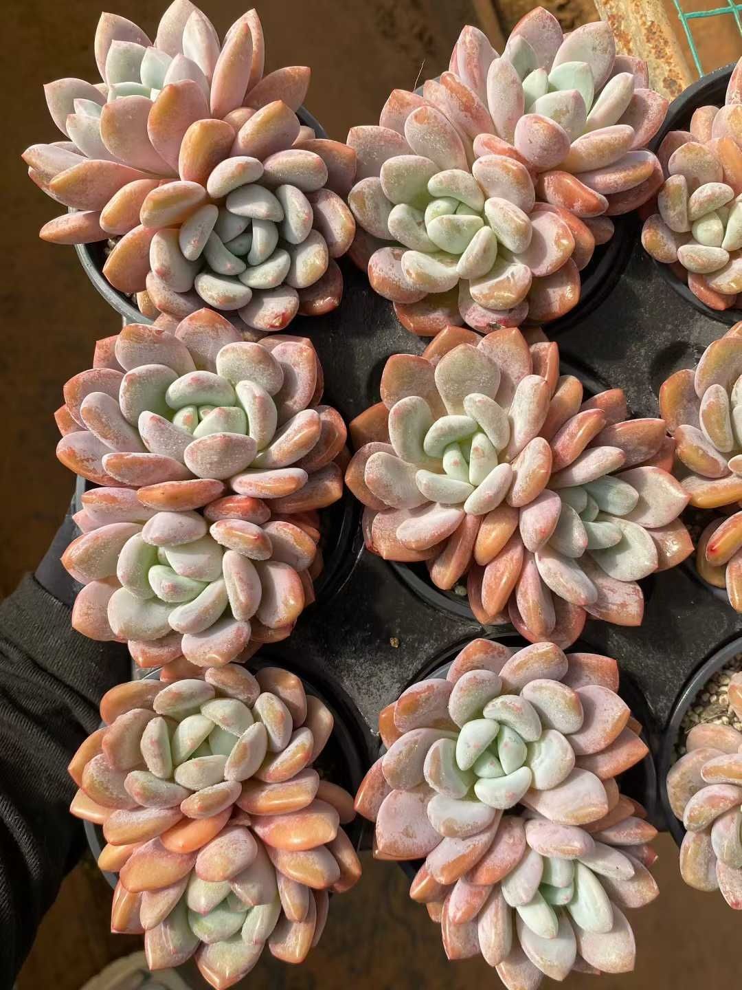 多肉植物 エケベリア 多肉植物 Z117 ゲッケイ 18株 抜き苗 エケベリア セダム アエオニウム