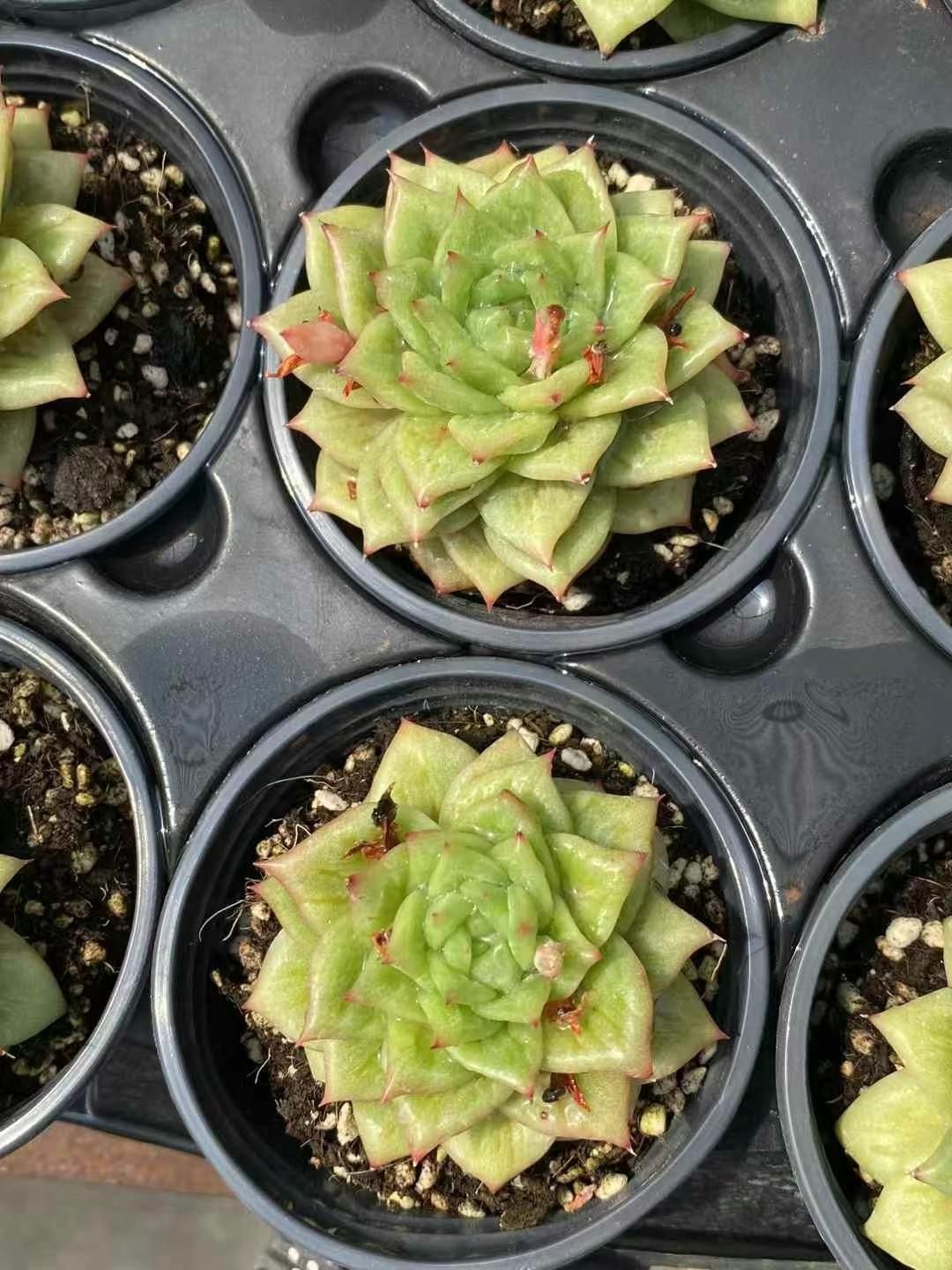 多肉植物 Z120 バラマリア 18株 抜き苗 エケベリア セダム