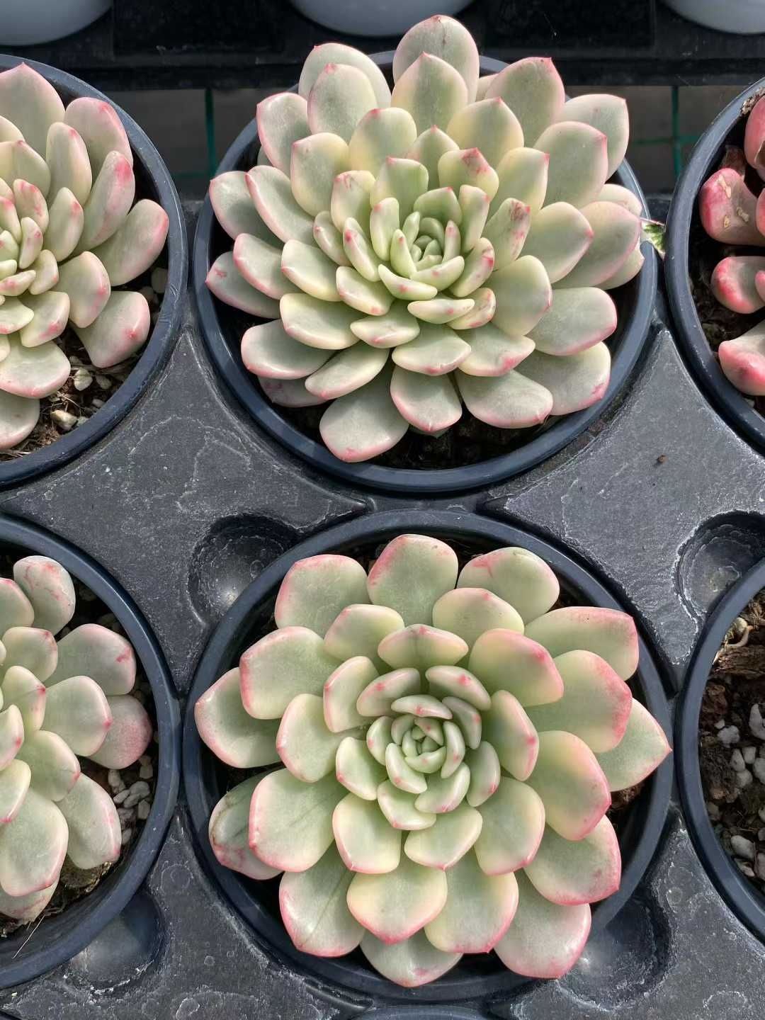 多肉植物 Z161 ルビーニシキ 9株 抜き苗 エケベリア セダム