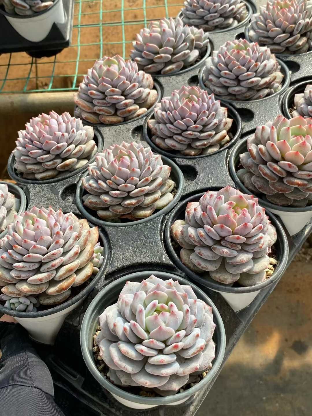 多肉植物 Z165 ギョクフヨウ 18株 抜き苗 エケベリア セダム