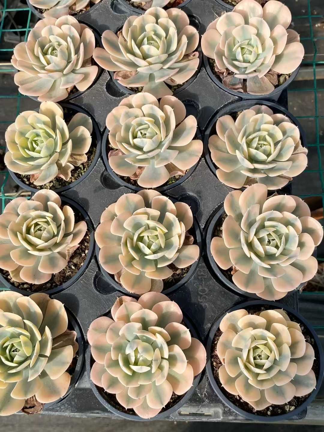 多肉植物 Z160 ルーシーニシキ 18株 抜き苗 エケベリア セダム