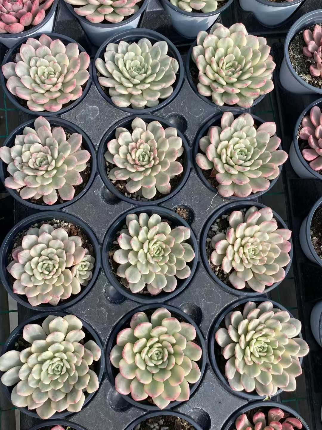 多肉植物 Z161 ルビーニシキ 9株 抜き苗 エケベリア セダム