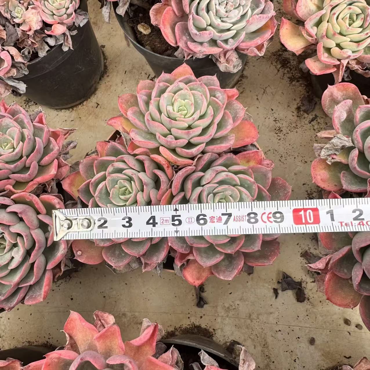 多肉植物 Z103 ルイムコン 12株 抜き苗 エケベリア セダム