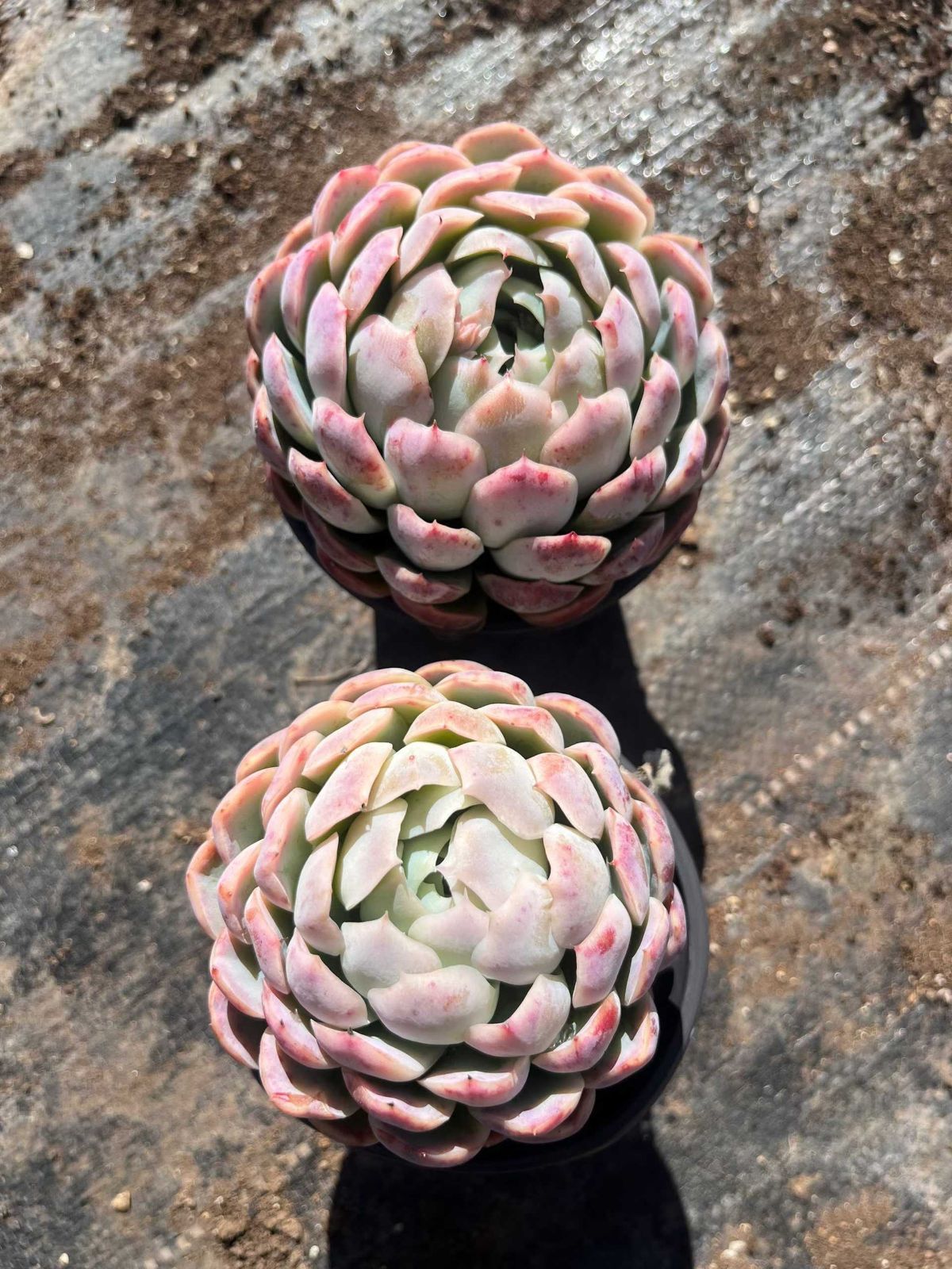 多肉植物 Z107 ベリー 15株 抜き苗 エケベリア セダム アエオニウム