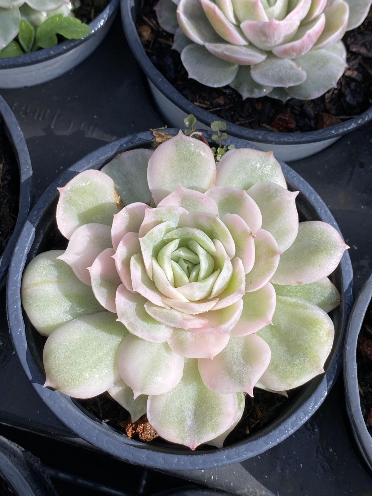 パーフェクトフェアリー　韓国苗　10苗 メルカリ