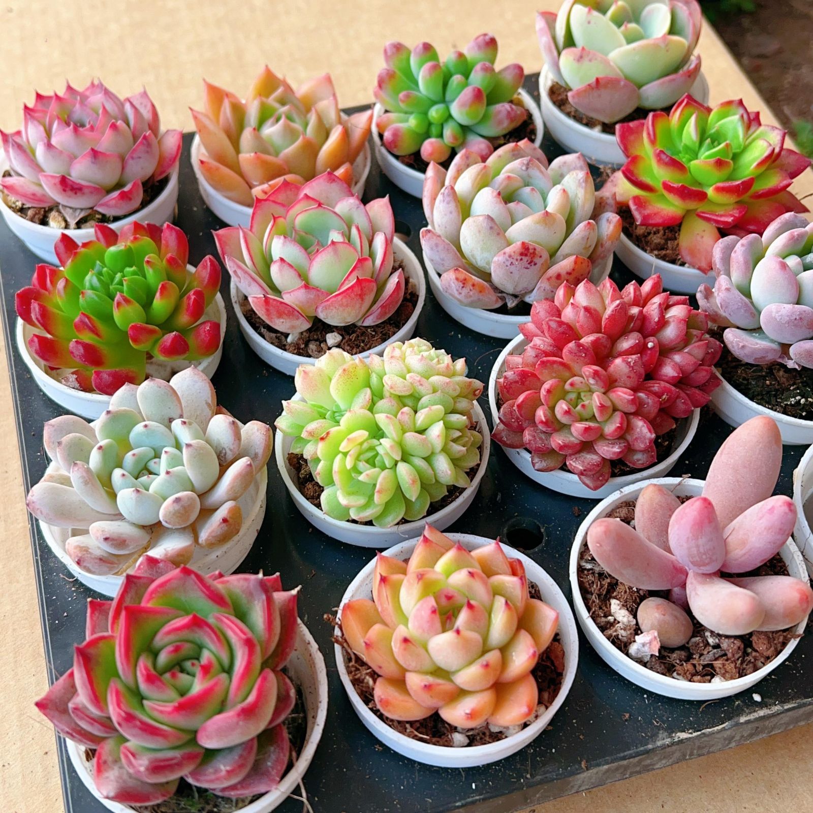 多肉植物 Z100 レイロウピンパン 16株 抜き苗 エケベリア セダム