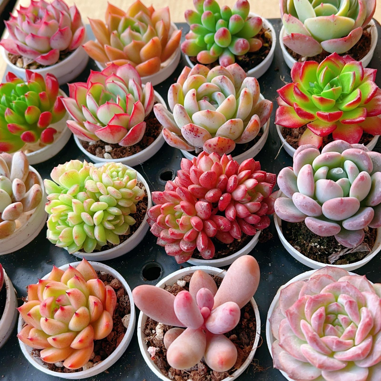 New✨多肉植物　セレンディ　韓国苗 New✨多肉植物 セレンディ 韓国苗