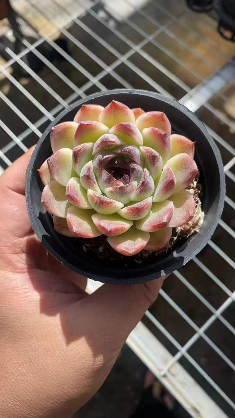 発売中 シカセ 18株セット 抜き苗 美苗 エケベリア 多肉植物 佐川発送