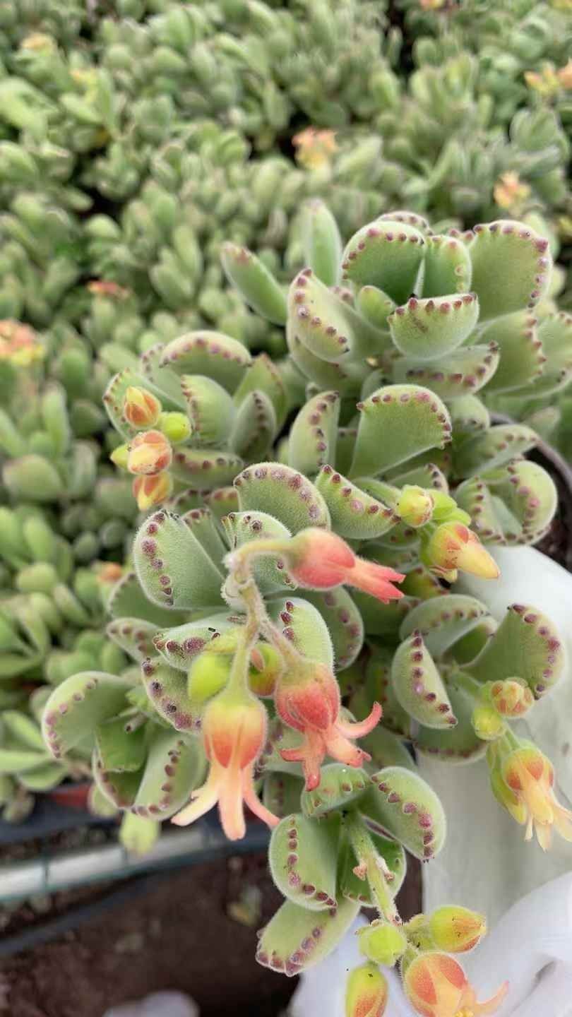 発売中 クマドージョウゼンつえ 15株セット 抜き苗 美苗 エケベリア