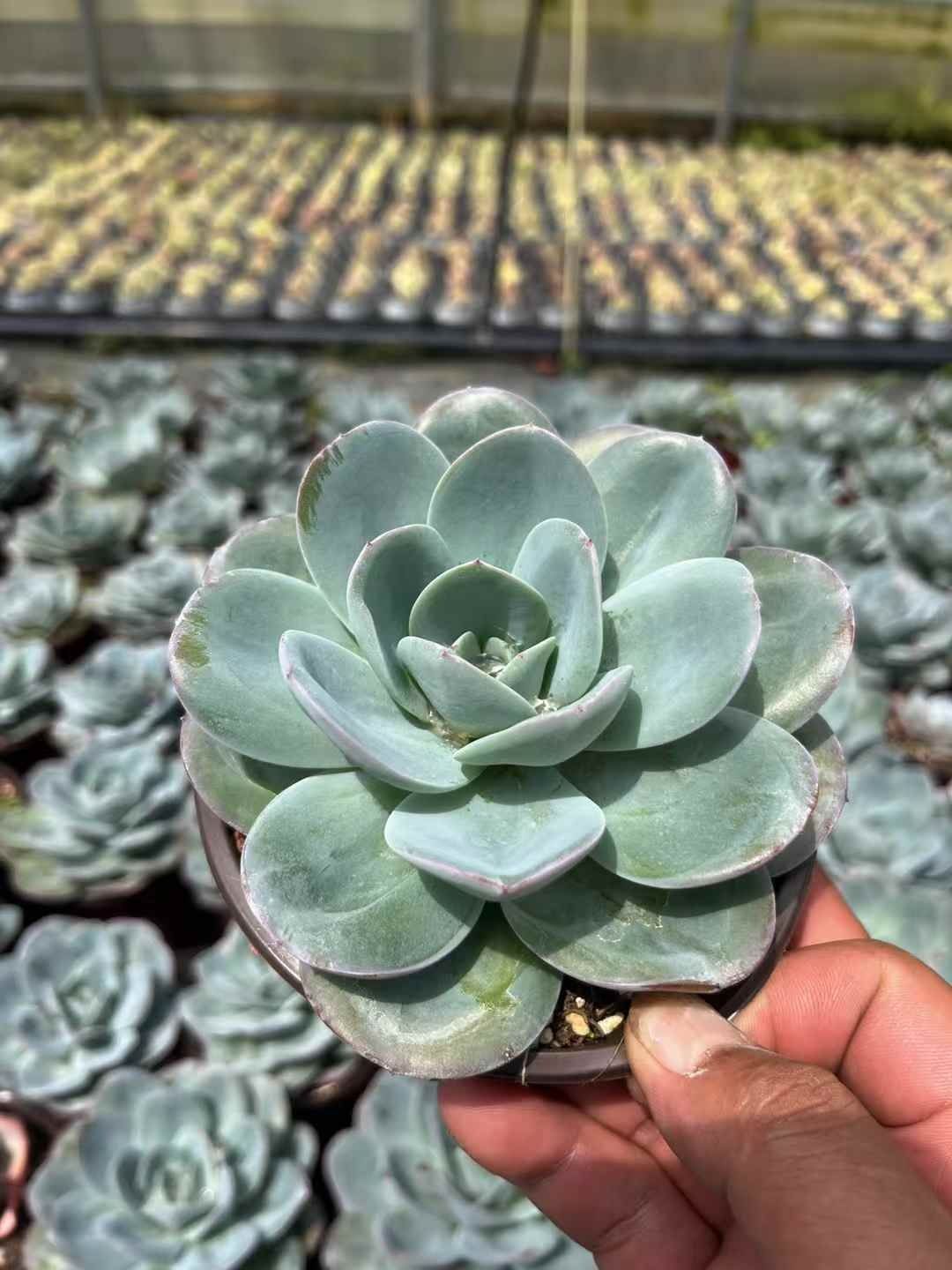 発売中 ブルーブルー 12株セット 抜き苗 美苗 エケベリア 多肉植物