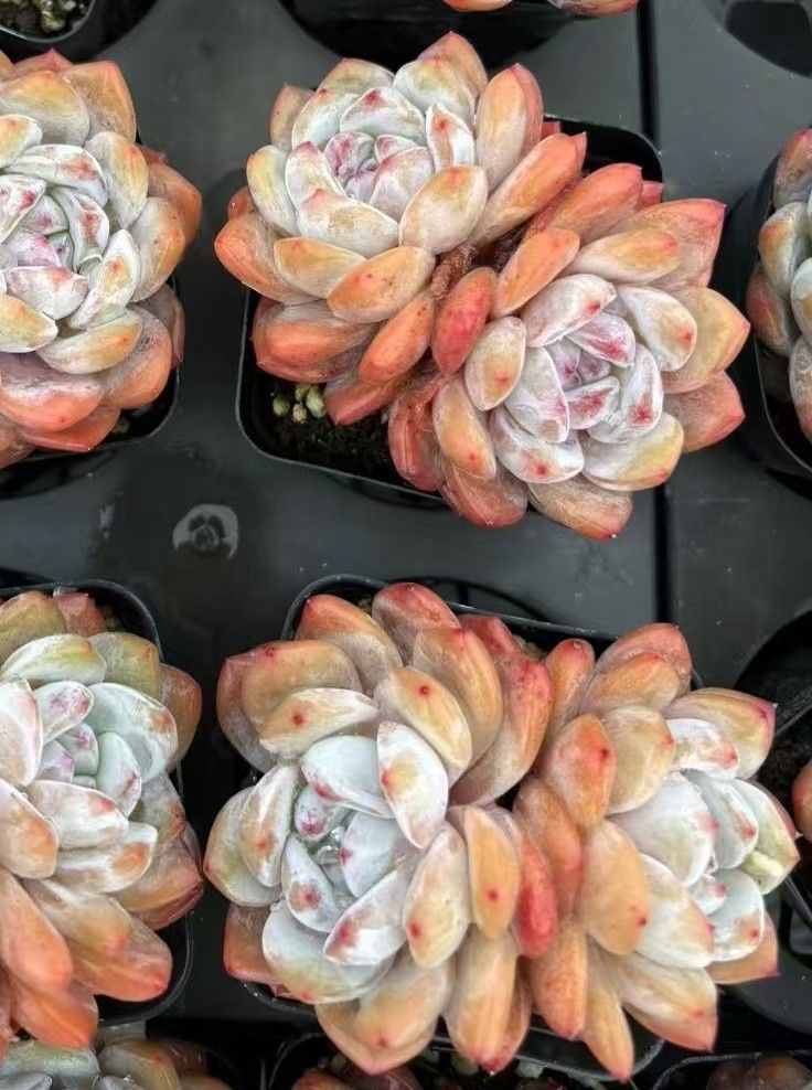 多肉植物 Z648 カントウ 50株 抜き苗 エケベリア セダム アエオニウム