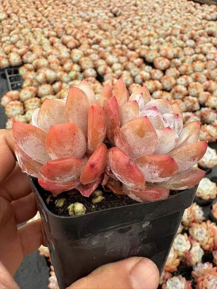 多肉植物 Z648 カントウ 50株 抜き苗 エケベリア セダム アエオニウム