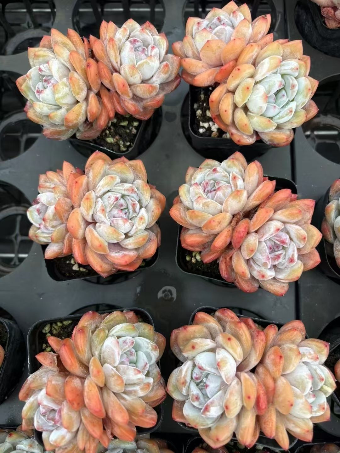 多肉植物 Z648 カントウ 50株 抜き苗 エケベリア セダム アエオニウム