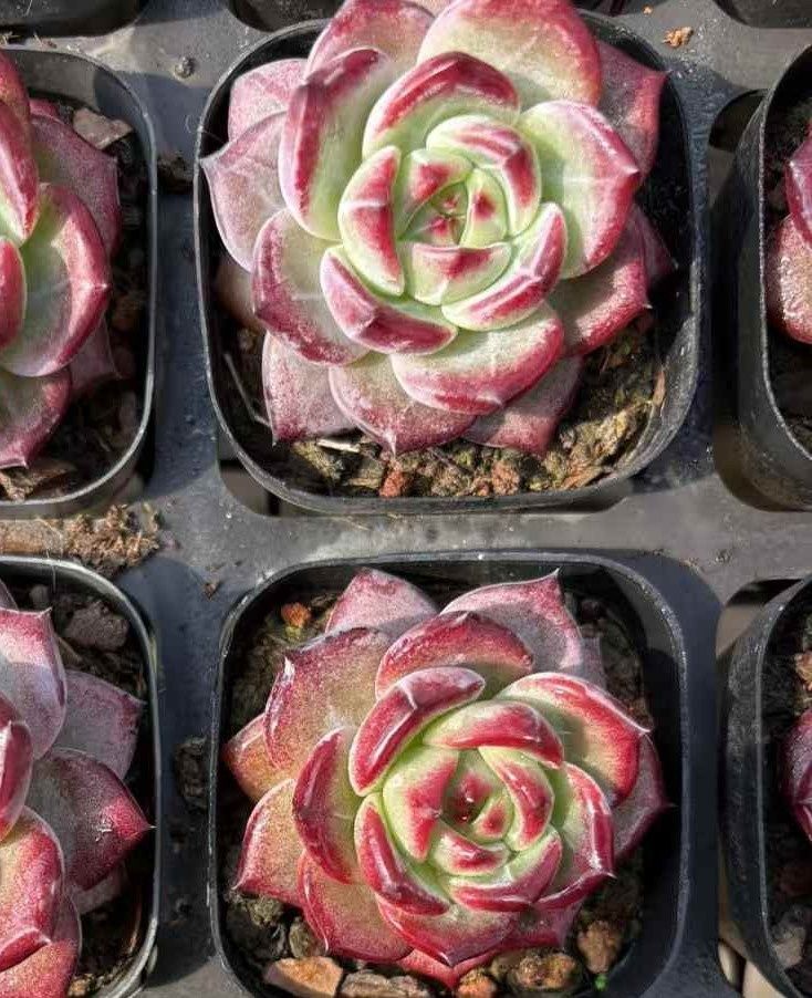 じの品 多肉植物 Z754 ナイトメア 24株 抜き苗 エケベリア セダム