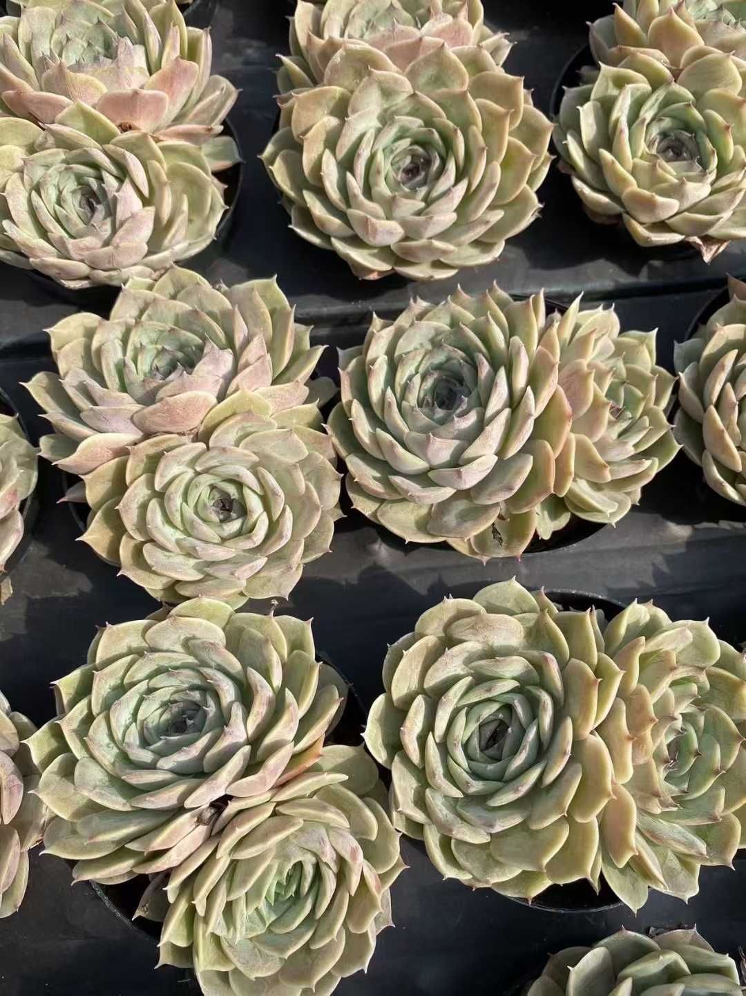 アンスノー×8株 多肉植物 エケベリア セダム アエオニウム