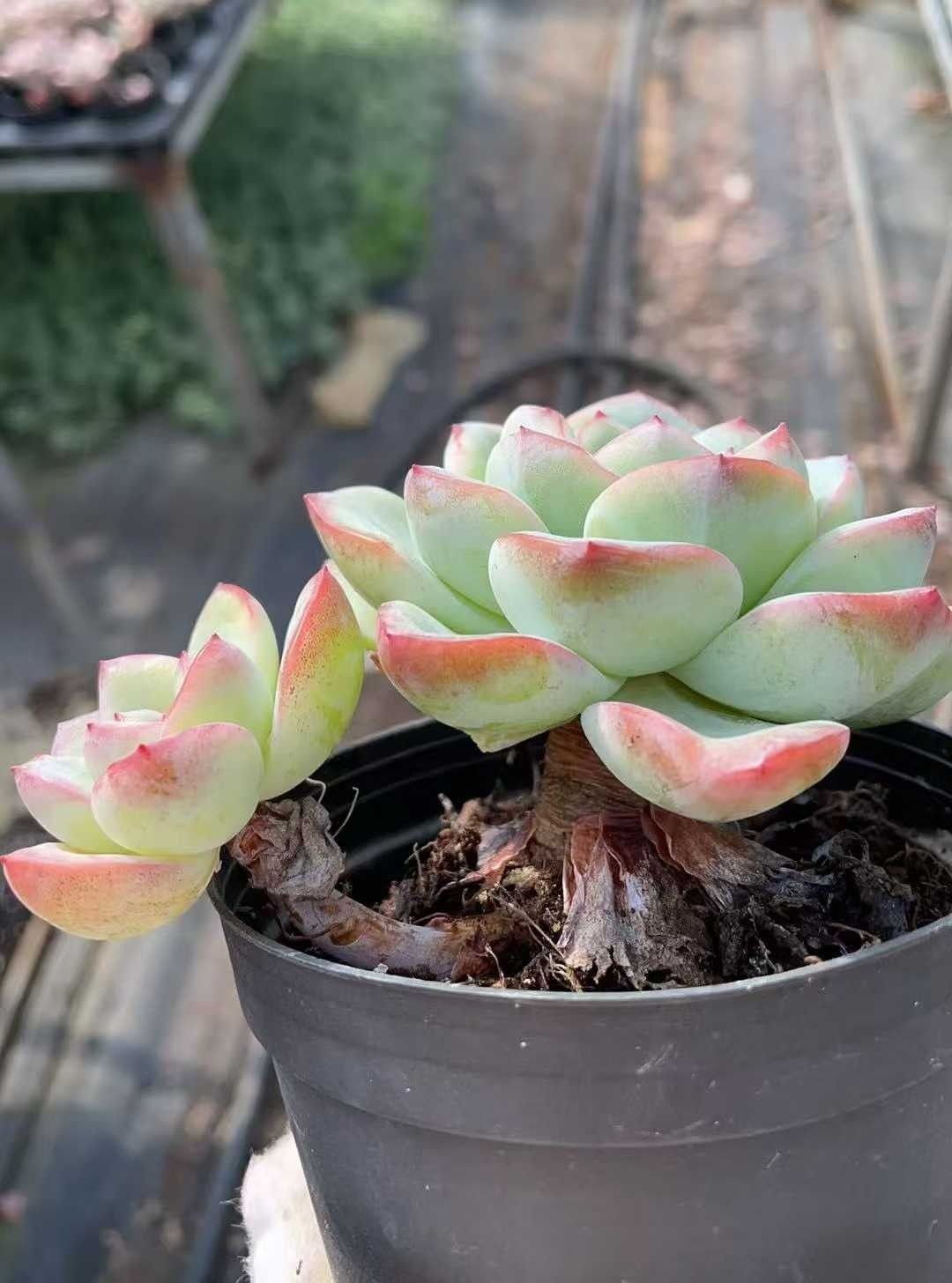 多肉植物 Z984 パフソウ 12株 抜き苗 エケベリア セダム アエオニウム