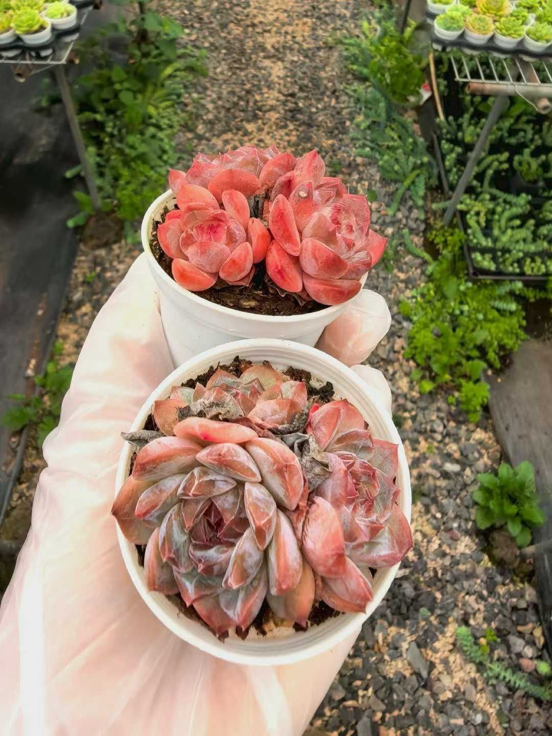 多肉植物　韓国苗　札落ち　発根済み 多肉植物 韓国苗 札落ち 発根済み 2025年最新】札落ち韓国苗の人気