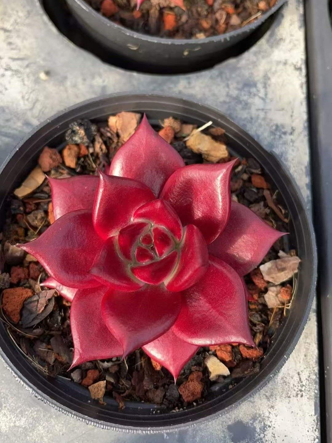 多肉植物 Z1000 レッドソウル 12株 抜き苗 エケベリア セダム