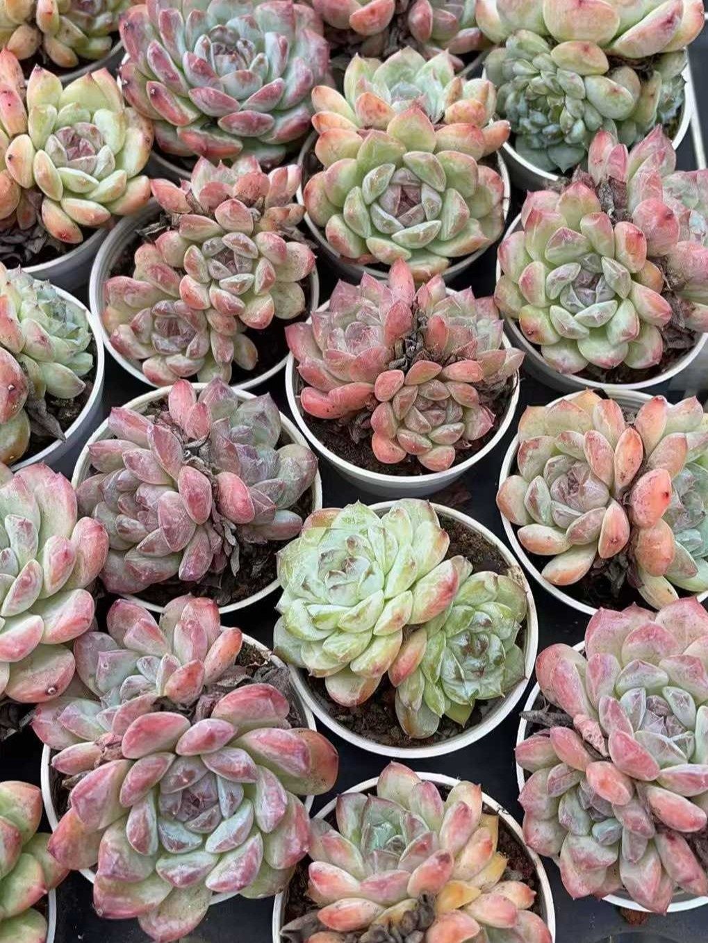 多肉植物 Z1011 トウシンチェリー 50株 抜き苗 エケベリア セダム