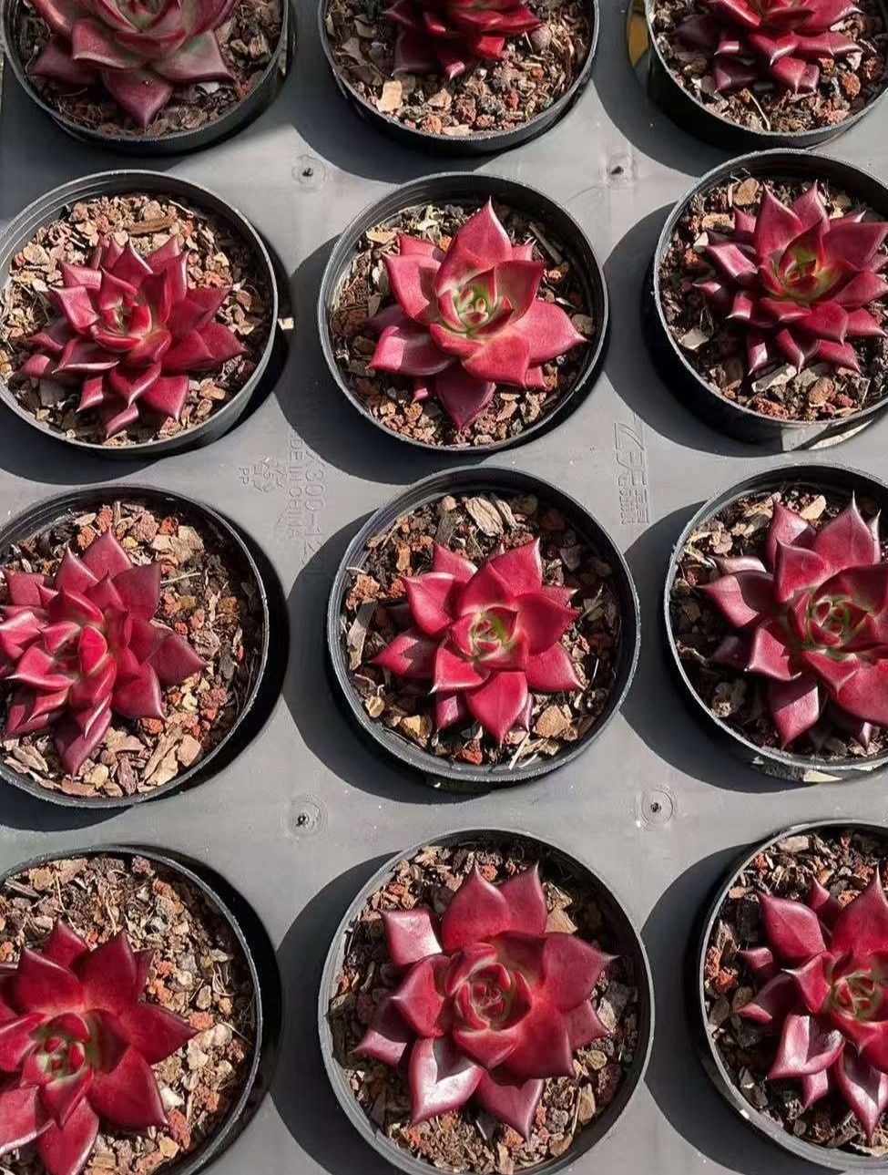 多肉植物　韓国苗　レッドブルー　大きめ　抜き苗 多肉植物 Z1000 レッドソウル 12株 抜き苗 エケベリア セダム