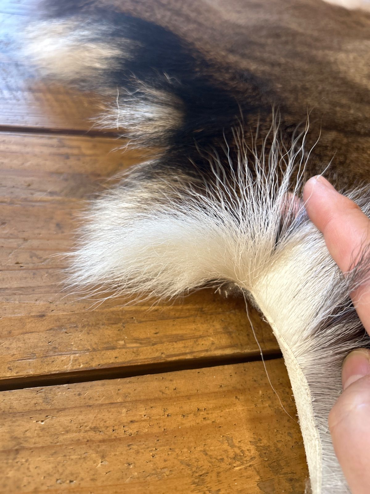 鹿の毛皮 ラグ敷物 毛革 鹿革 鹿7 ブッシュクラフト 野営 キャンプ
