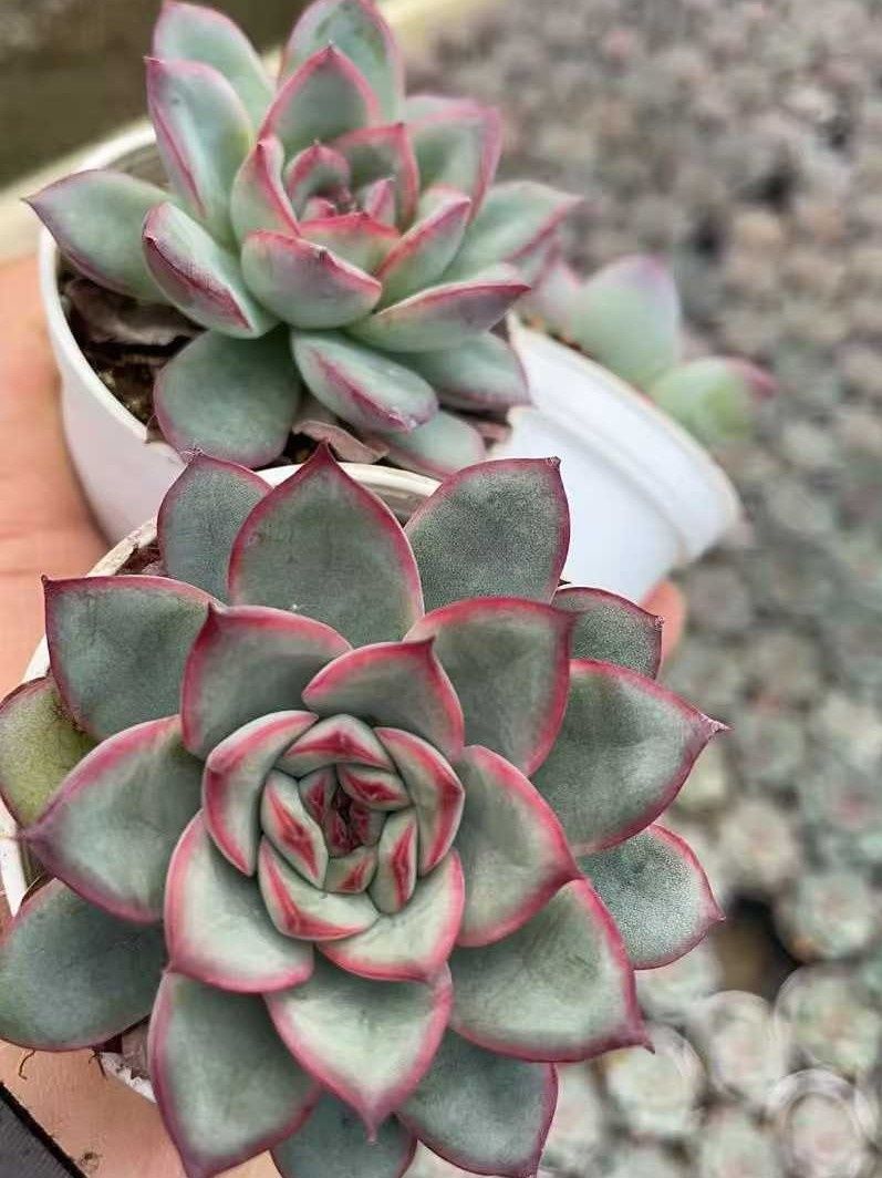 多肉植物 Z1013 オウカ 50株 抜き苗 エケベリア セダム アエオニウム