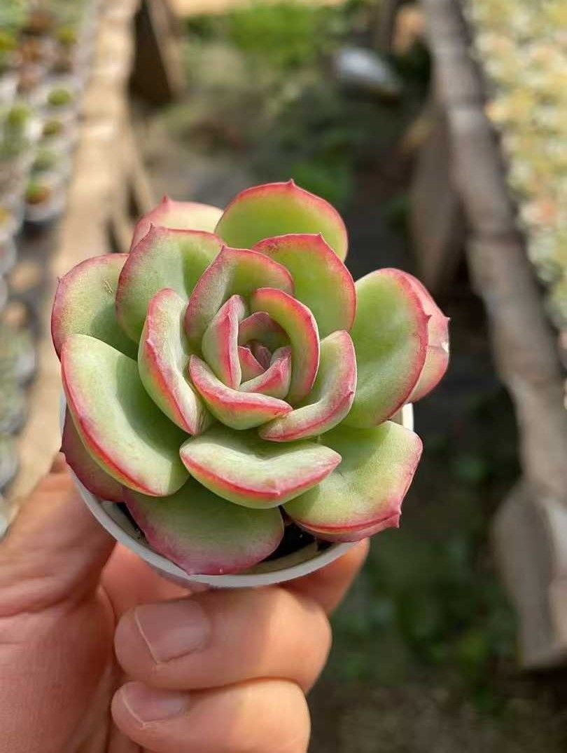 多肉植物 Z1016 ショウシンロ 50株 抜き苗 エケベリア セダム