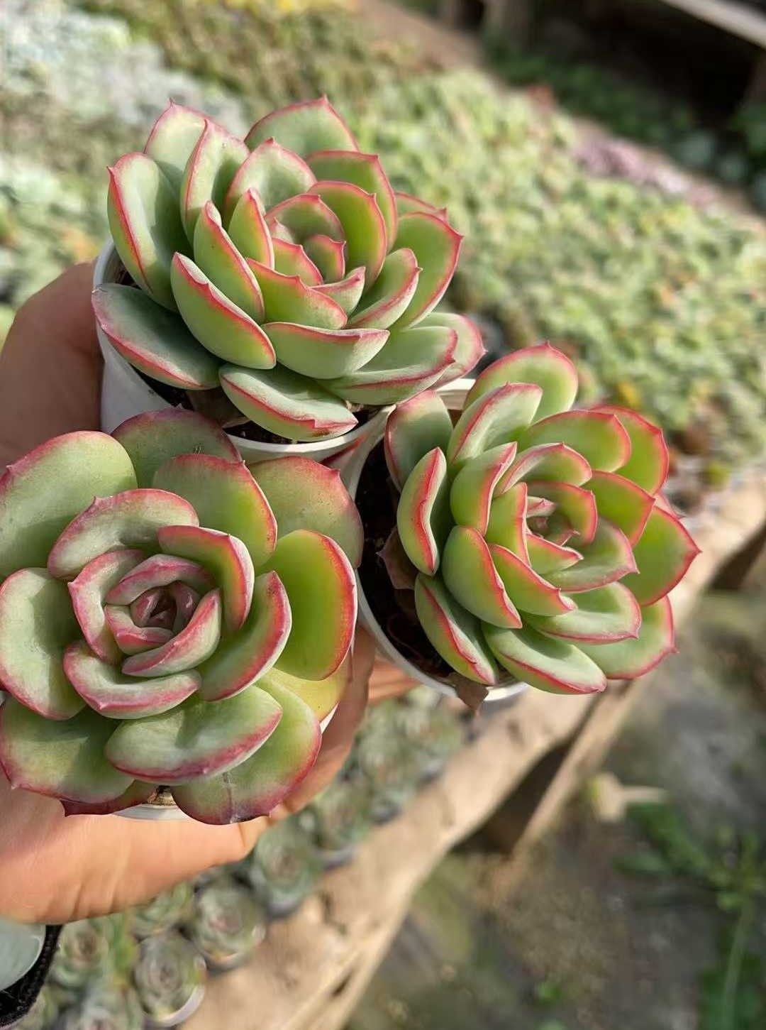 多肉植物 Z1016 ショウシンロ 50株 抜き苗 エケベリア セダム