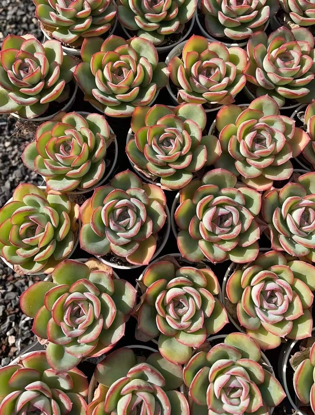 多肉植物 Z1016 ショウシンロ 50株 抜き苗 エケベリア セダム