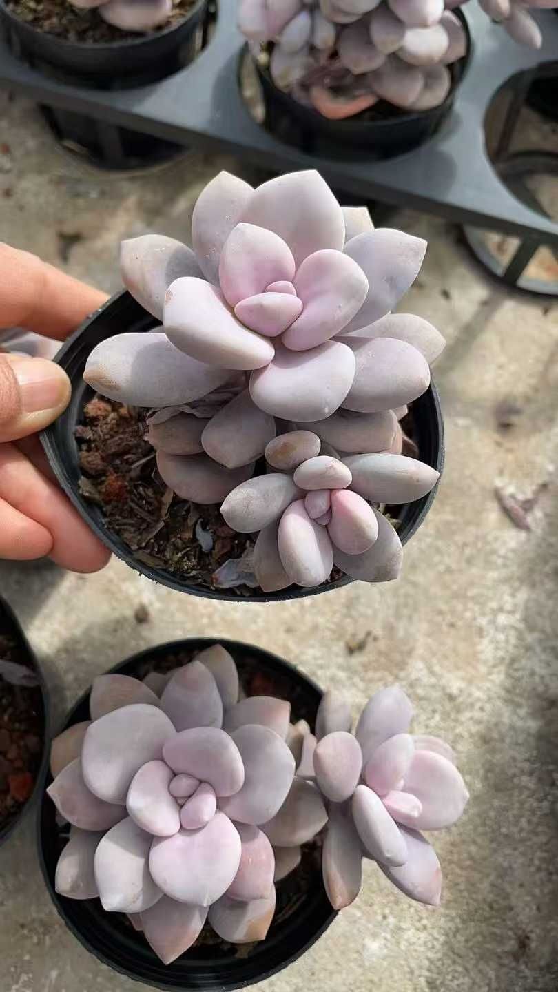 多肉植物 Z1044 トウソウ 12株 抜き苗 エケベリア セダム アエオニウム