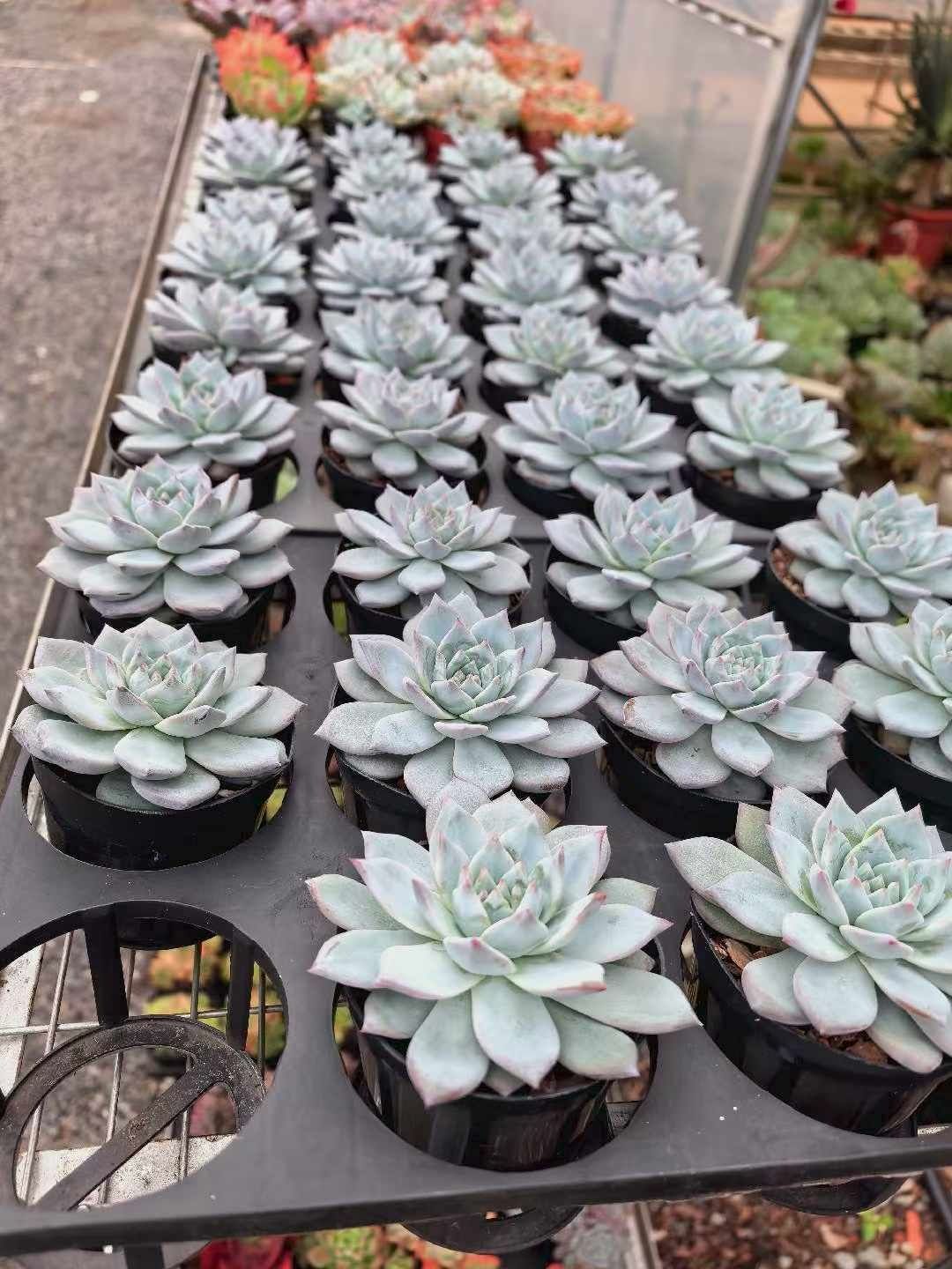 ブルーバード 大きめ苗 韓国苗 多肉植物 多肉植物 Z1046 ピンクブルーバード 12株 抜き苗 エケベリア セダム