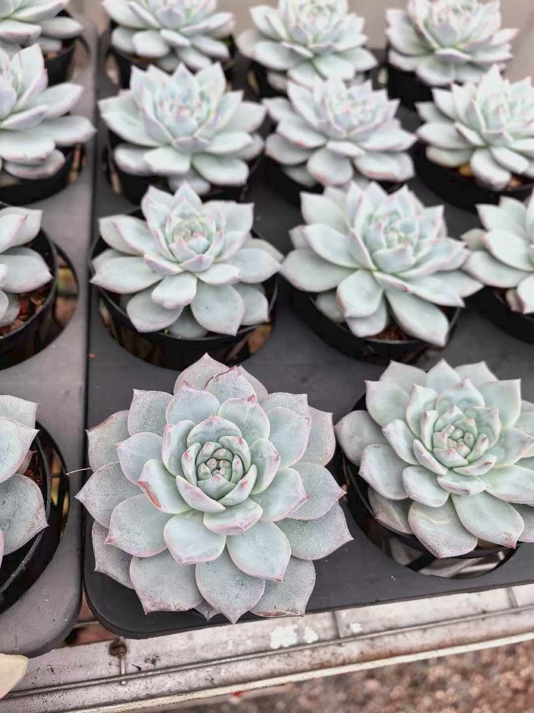 多肉植物 Z1046 ピンクブルーバード 12株 抜き苗 エケベリア セダム