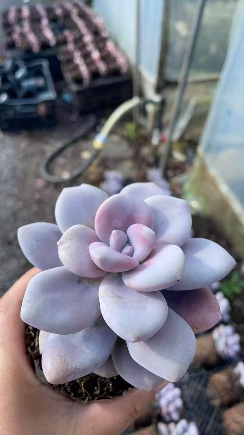 多肉植物 Z1095 トウソウ 24株 抜き苗 エケベリア セダム アエオニウム