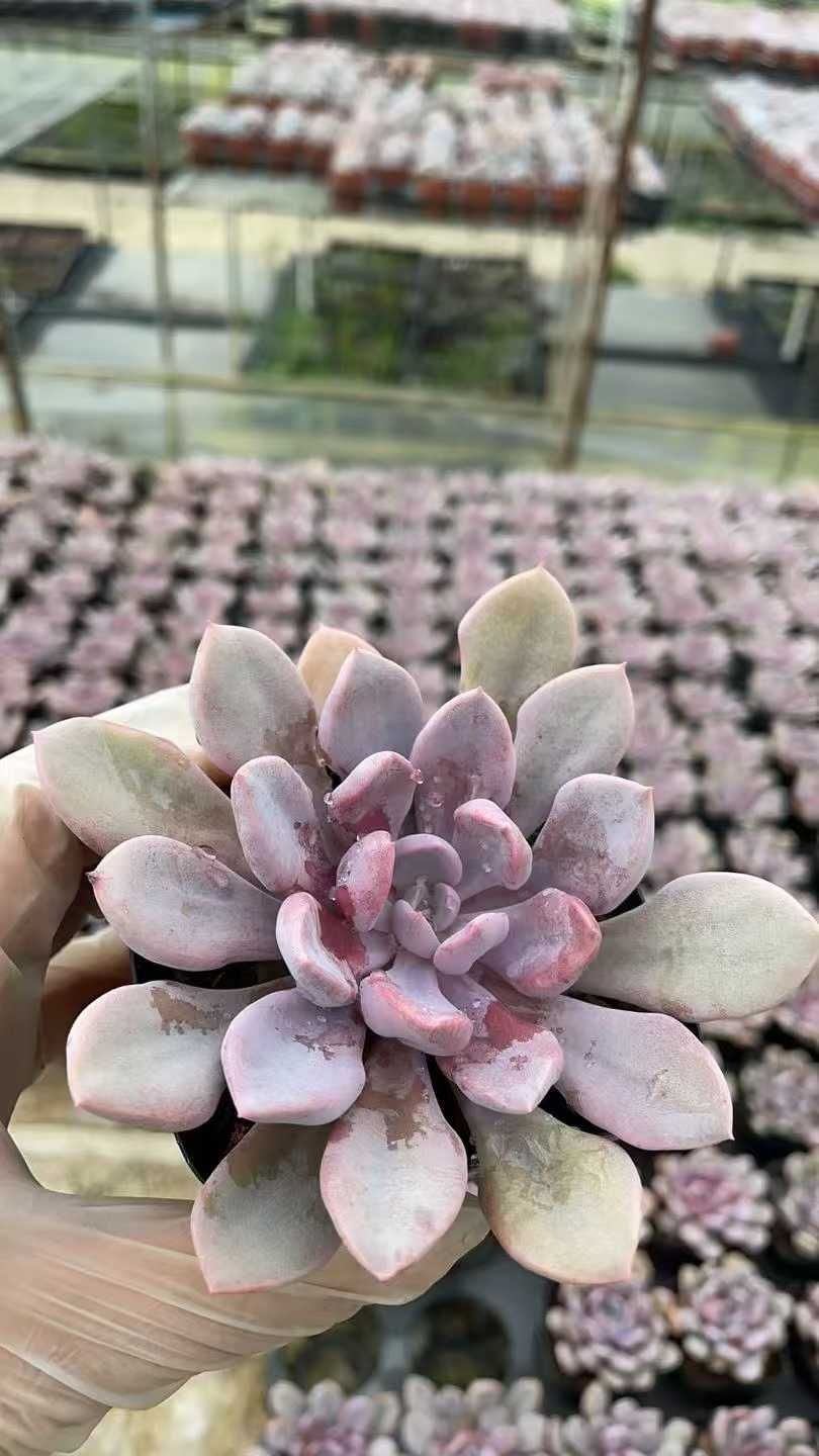 多肉植物 Z1063 キューピッド 50株 抜き苗 エケベリア セダム