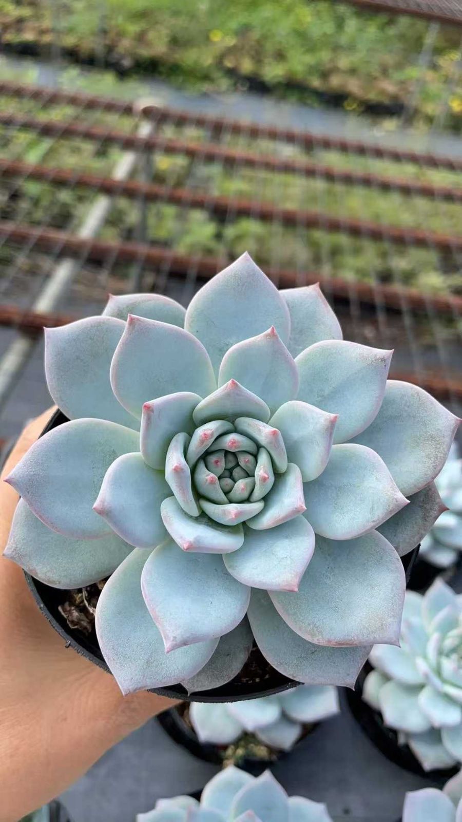 ブルーバード 大きめ苗 韓国苗 多肉植物 ブルーバード 大きめ苗 韓国苗 多肉植物 多肉植物 Z1046 ピンクブルー