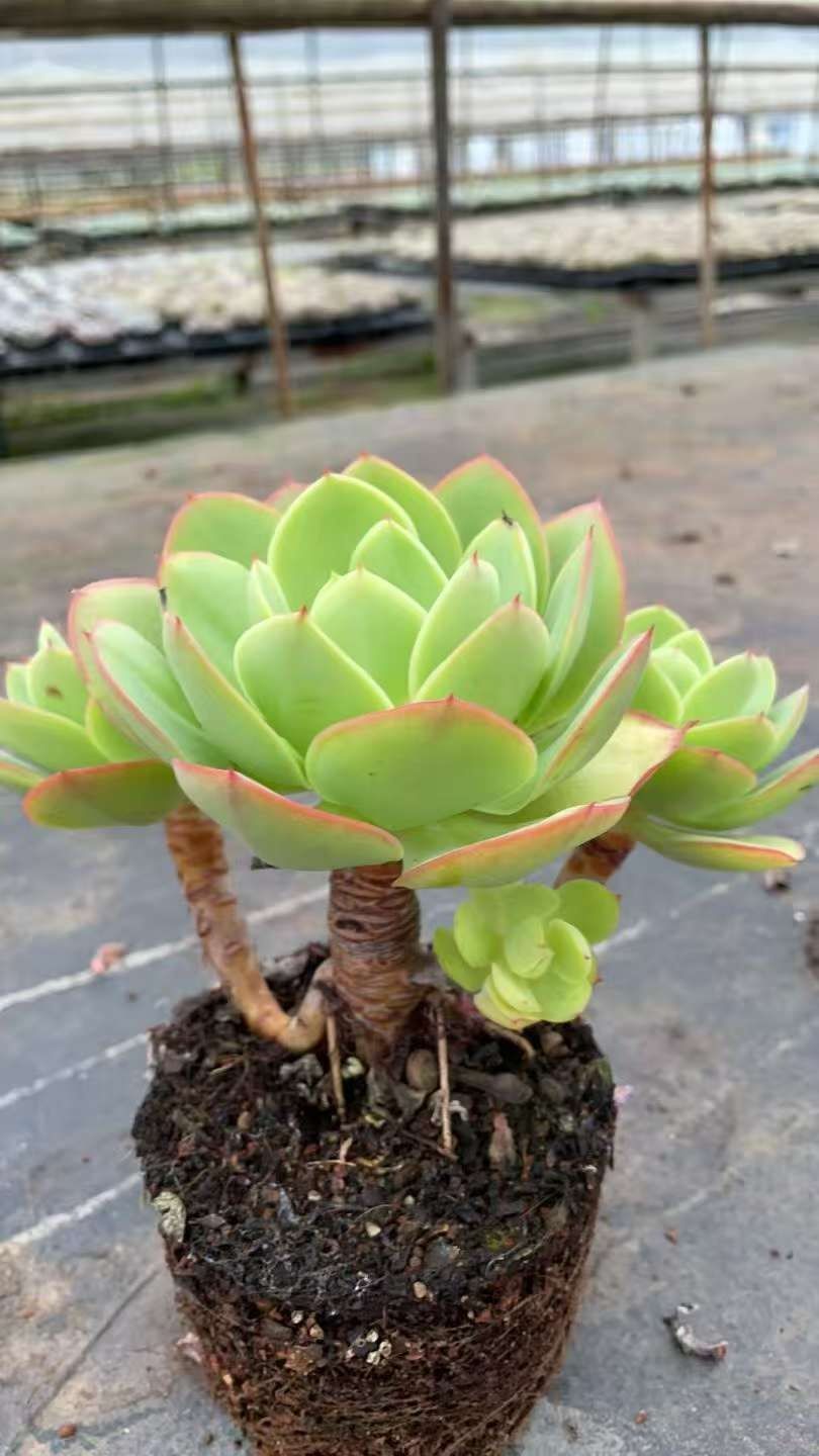 多肉植物 Z1096 キヘイ 12株 抜き苗 エケベリア セダム アエオニウム