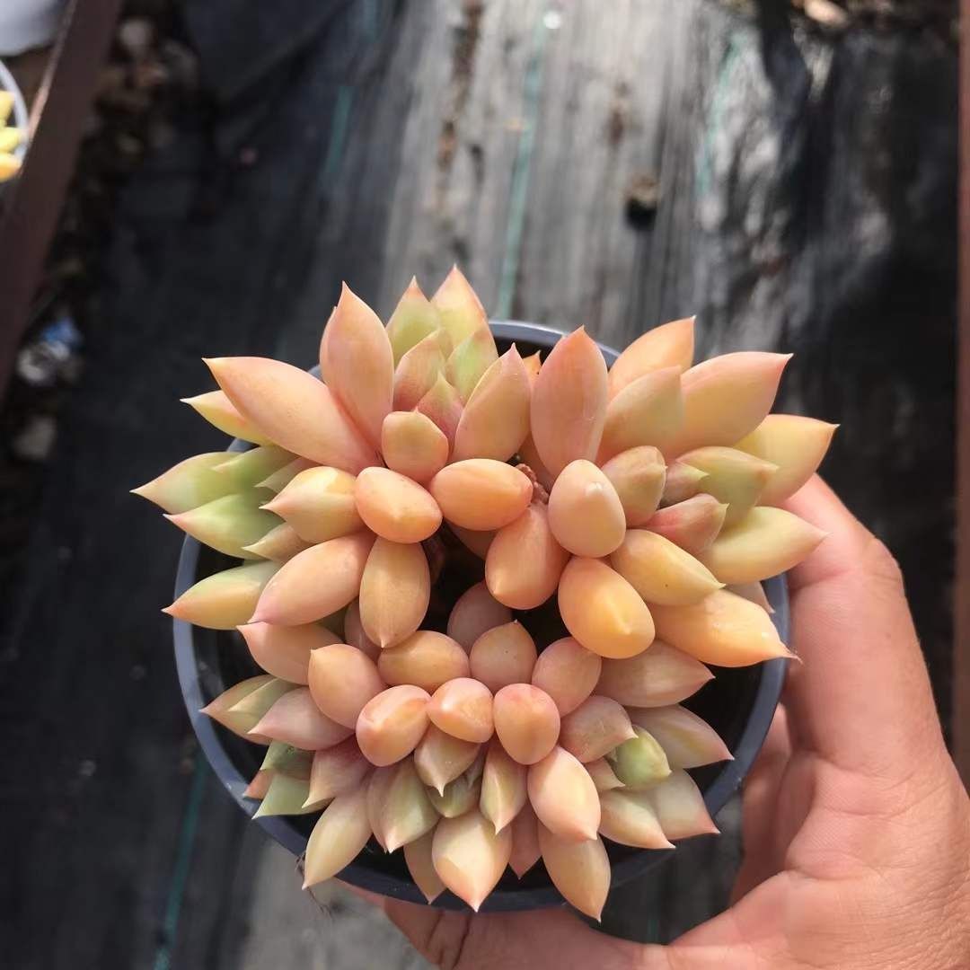 い*ご様 K1185　粉月影　70株　多肉植物 抜き苗 エケベリア 韓国苗 い*ご様 K1185 粉月影 70株 多肉植物 抜き苗 エケベリア 韓国苗