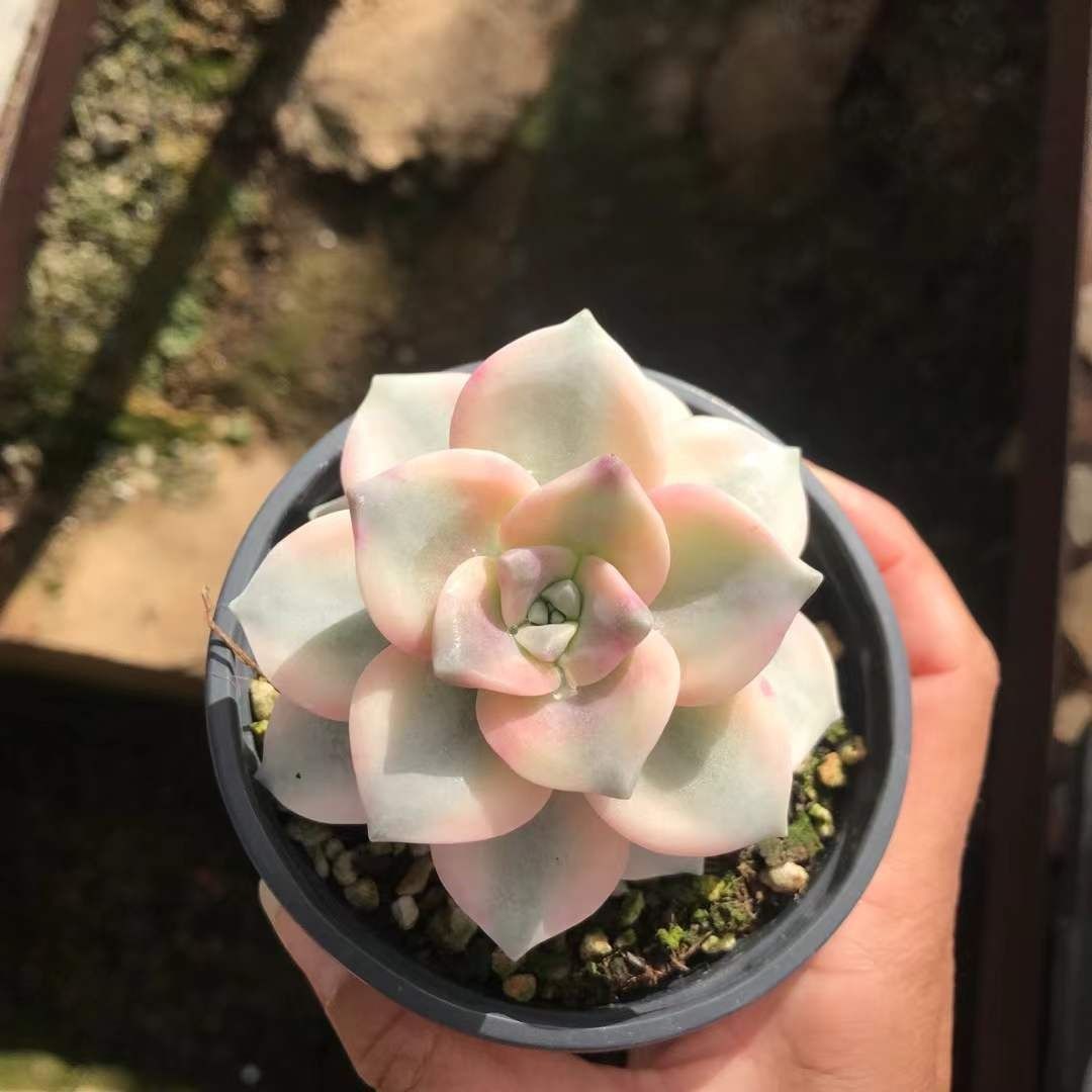 多肉植物 Z1184 シラクニシキ 18株 抜き苗 エケベリア セダム