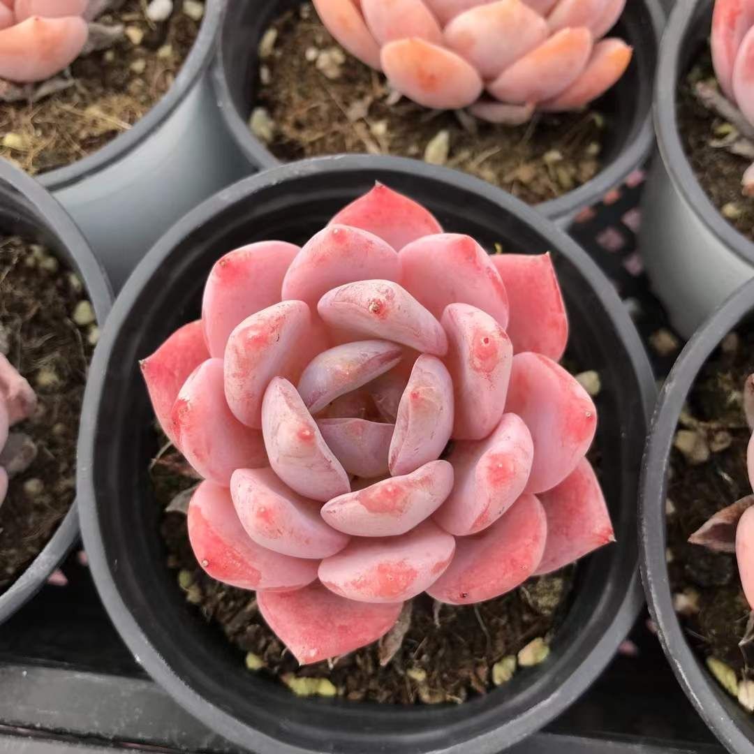 多肉植物 Z1171 ゼリーオレンジ 18株 抜き苗 エケベリア セダム