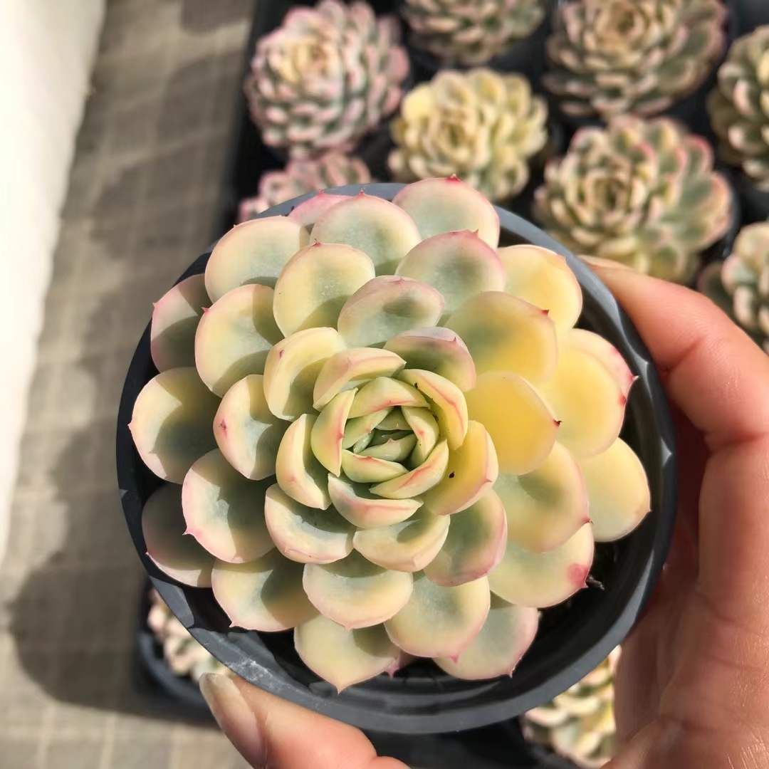 多肉植物 Z1173 ストロベリーアイスニシキ 18株 抜き苗 エケベリア