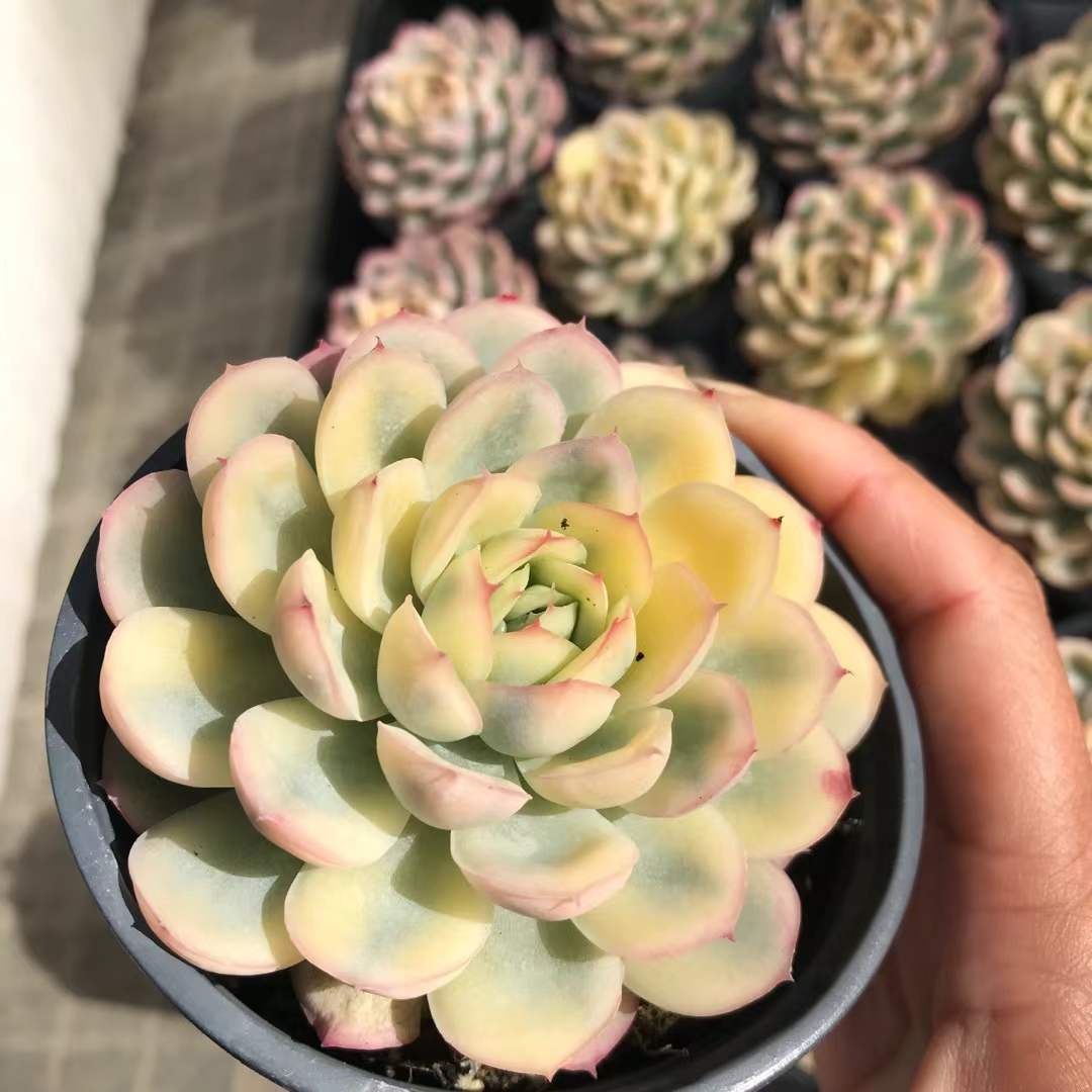 多肉植物 Z1173 ストロベリーアイスニシキ 18株 抜き苗 エケベリア