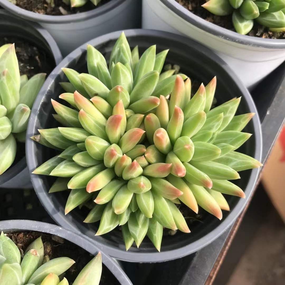 多肉植物 Z1175 ファントムビジン 18株 抜き苗 エケベリア セダム