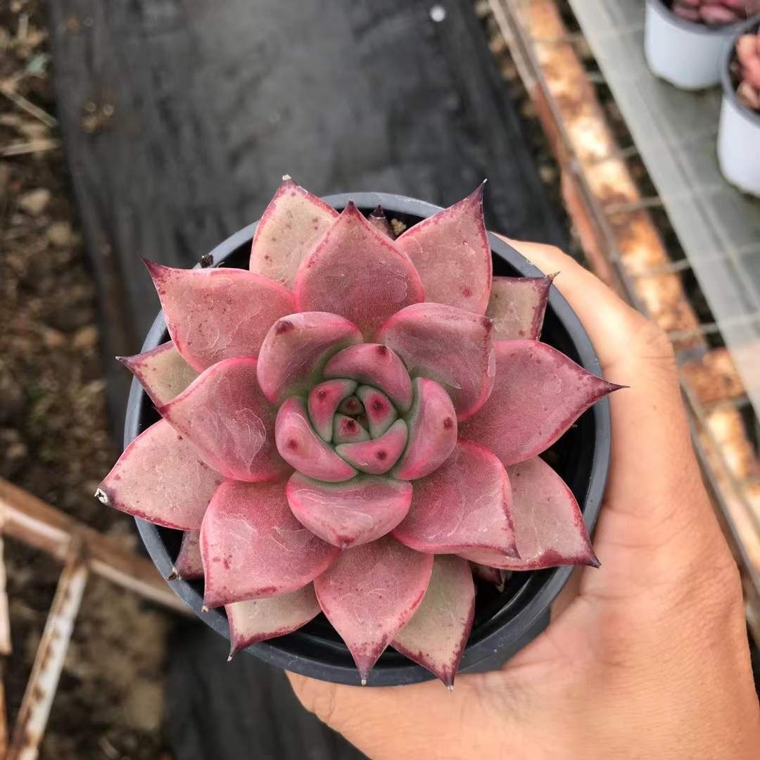 多肉植物 Z1182 ケツラ 18株 抜き苗 エケベリア セダム アエオニウム