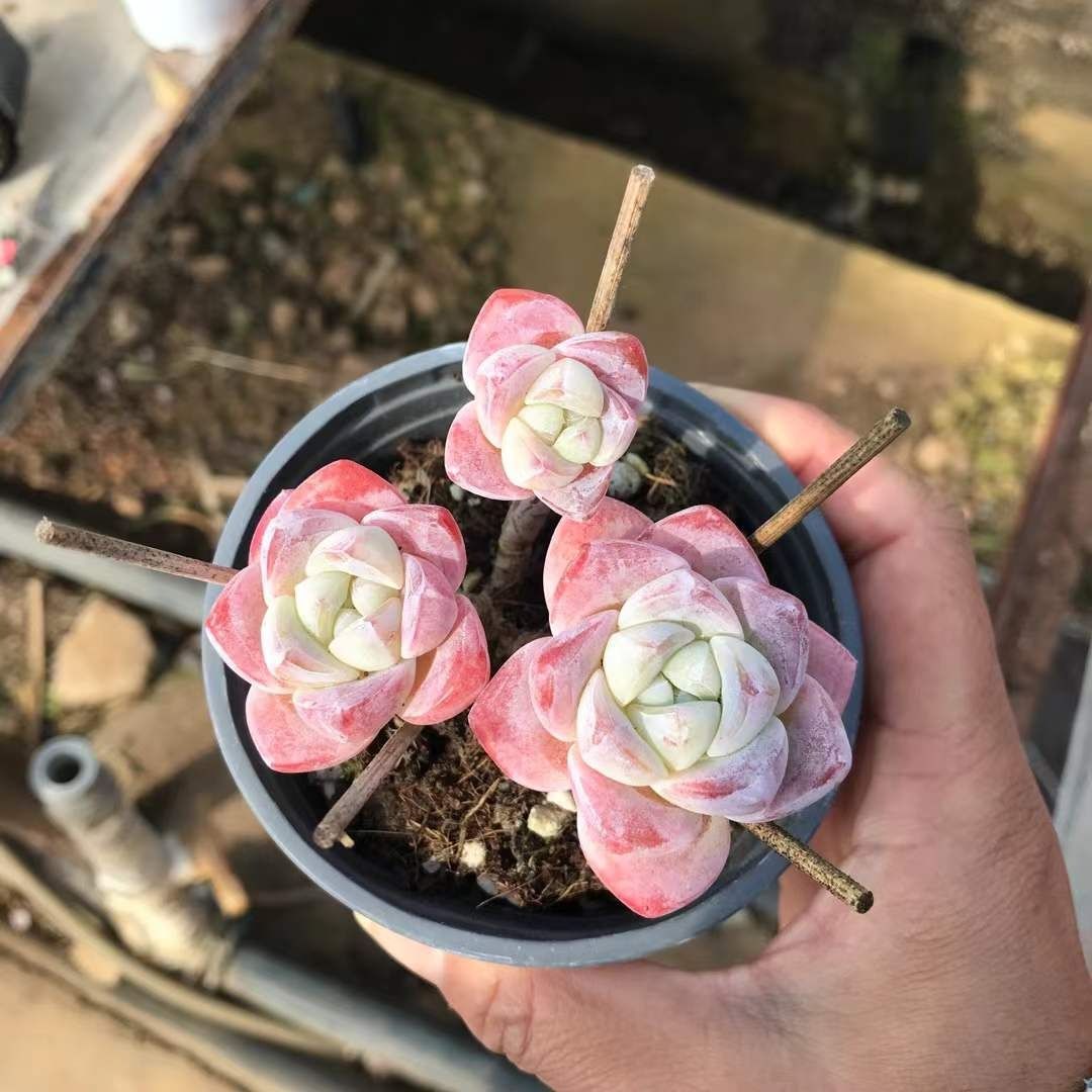 多肉植物 Z1186 ヒョウギョクジュオツ 18株 抜き苗 エケベリア セダム