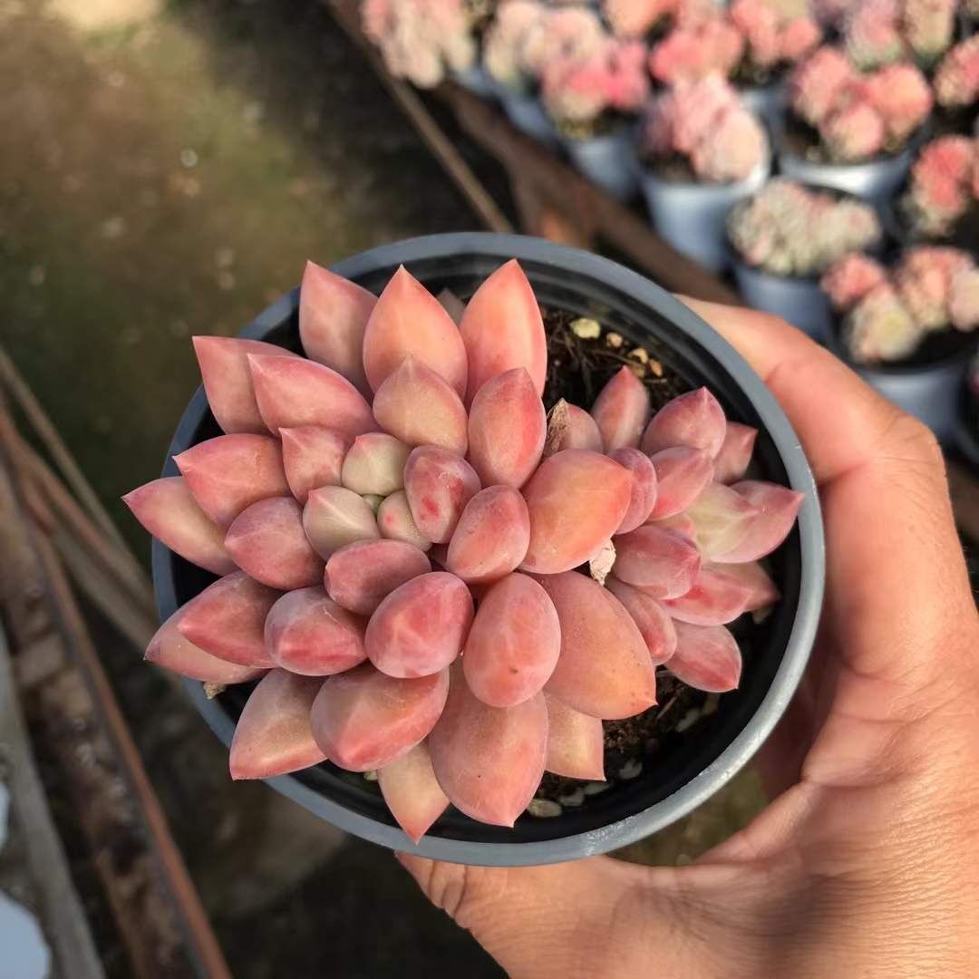 多肉植物 Z1188 ピンクグビジン 18株 抜き苗 エケベリア セダム