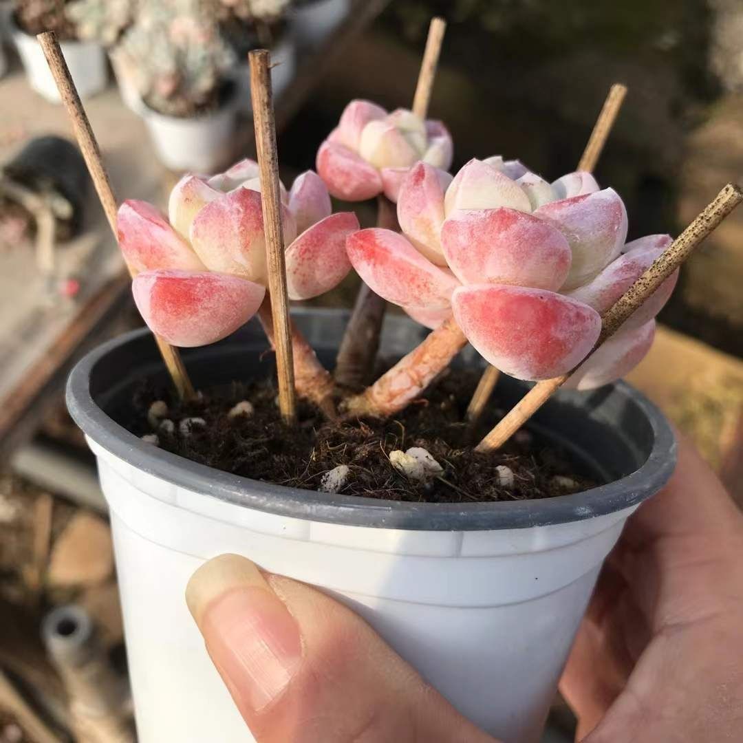 多肉植物 Z1186 ヒョウギョクジュオツ 18株 抜き苗 エケベリア セダム